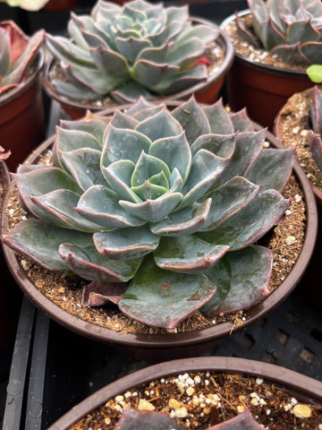 Echeveria Blue Knight 6 inch