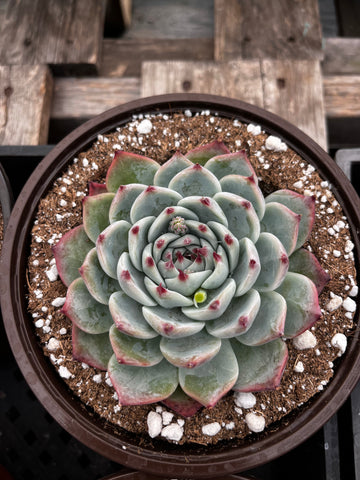 Echeveria Chihuahua