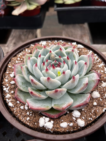 Echeveria Chihuahua