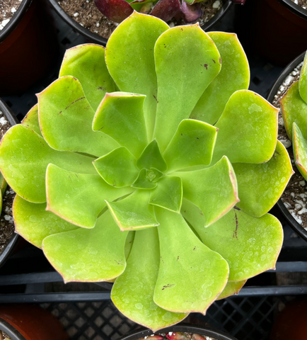 Aeonium Salad Bowl 6 inch