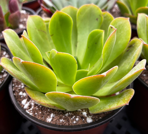 Aeonium Salad Bowl 6 inch