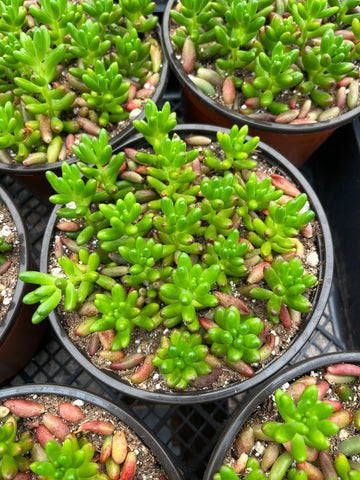 Sedum Jelly Bean 6 inch