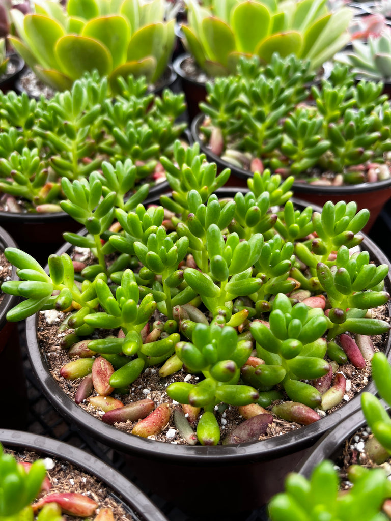 Sedum Jelly Bean 6 inch