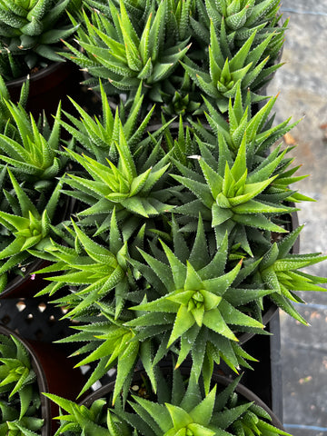 Haworthia Pumila 6 inch