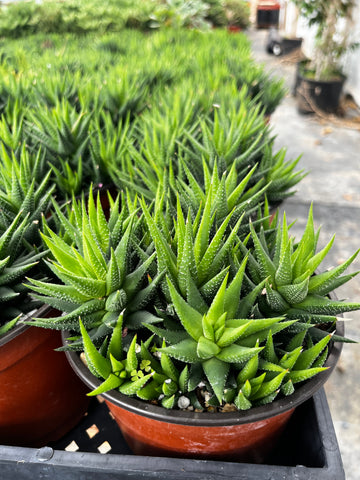 Haworthia Pumila 6 inch