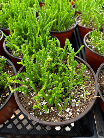 Crassula Watch Chain