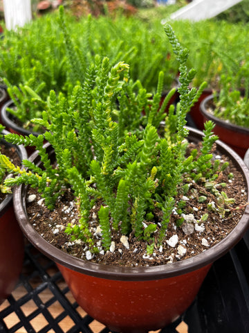 Crassula Watch Chain