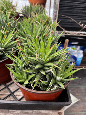 Haworthia Zebra 6 inch