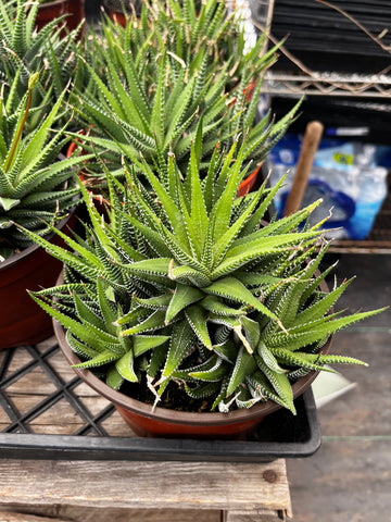 Haworthia Zebra 6 inch