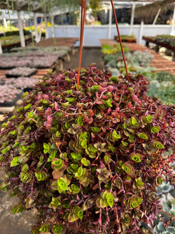 Hanging Callisia Repens Turtle Vine 6 inch