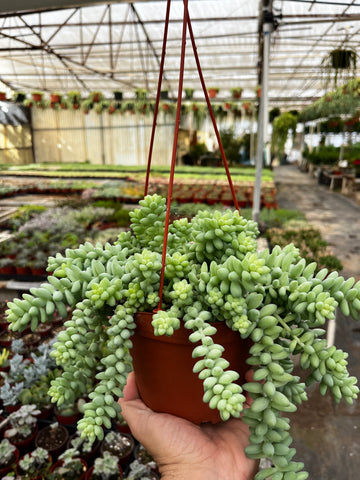 Hanging Sedum Burro's Tail