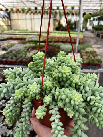 Hanging Sedum Burro's Tail