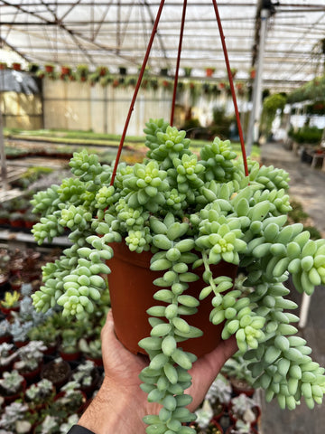 Hanging Sedum Burro's Tail