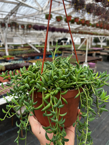 Hanging String of Bananas