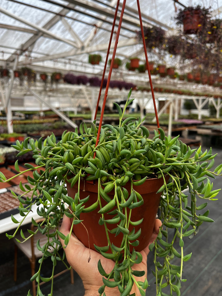 Hanging String of Bananas