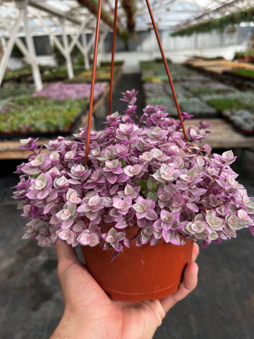 Hanging Callisia Repens Turtle Vine 6 inch