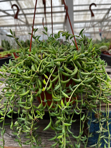 Hanging String of Bananas