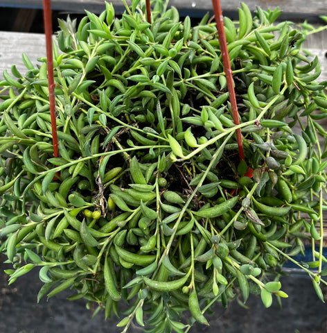 Hanging String of Bananas