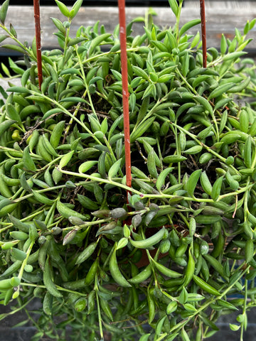 Hanging String of Bananas