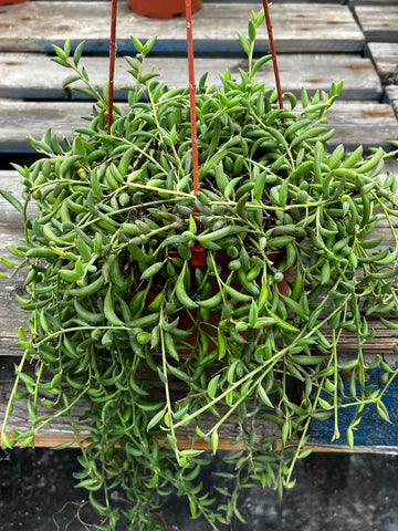 Hanging String of Bananas