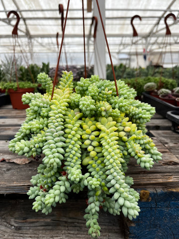 Hanging Sedum Burro's Tail