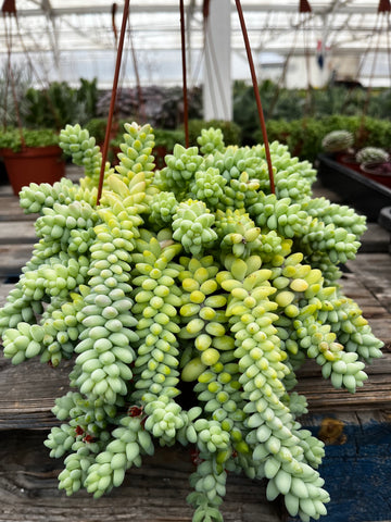 Hanging Sedum Burro's Tail