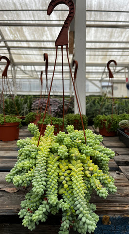 Hanging Sedum Burro's Tail