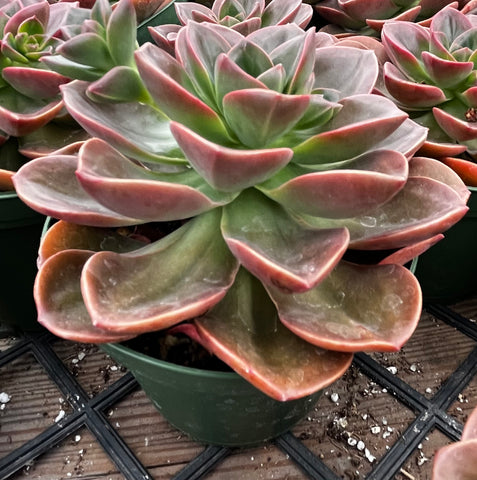 Echeveria Melaco Brown Rose