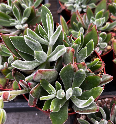 Echeveria Ruby Slipper