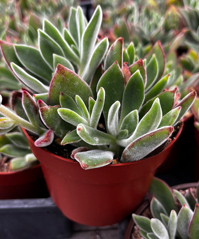 Echeveria Ruby Slipper