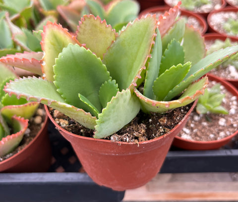 Mother of Thousands