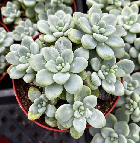 Sedum Clavatum