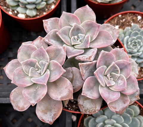 Graptopetalum Superbum