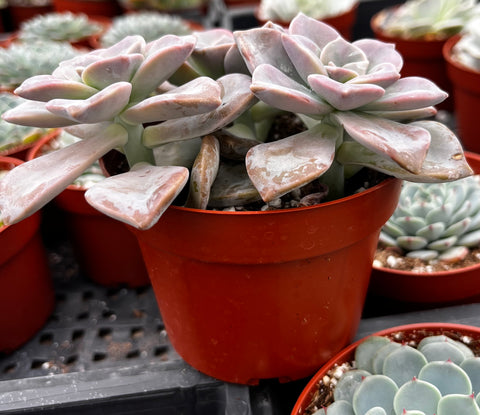 Graptopetalum Superbum