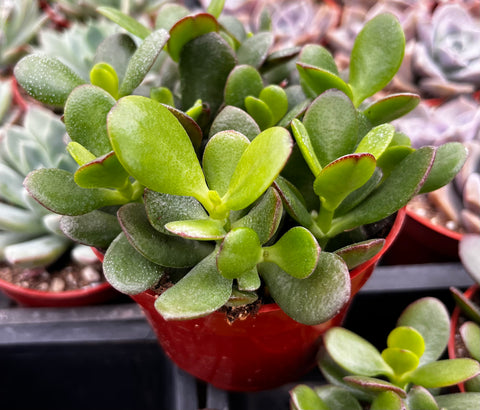 Jade Plant