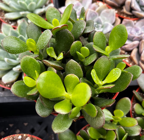 Jade Plant