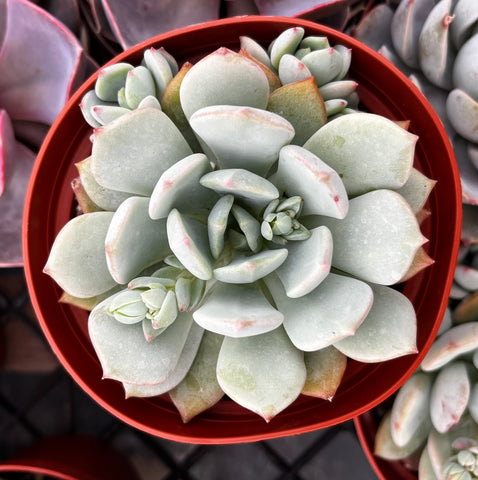 Echeveria Elegans Blue