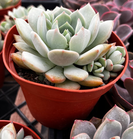 Echeveria Elegans Blue