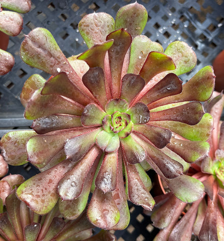 Aeonium Black Rose Zwartkop