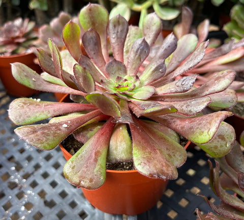 Aeonium Black Rose Zwartkop