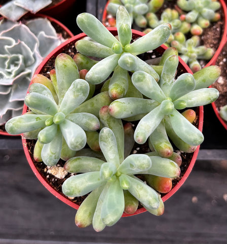 Stonecrop Jelly Bean