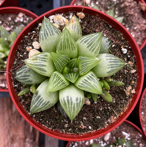 Haworthia Star Window