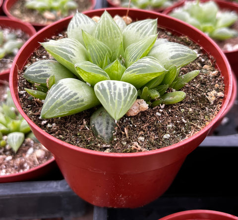 Haworthia Star Window