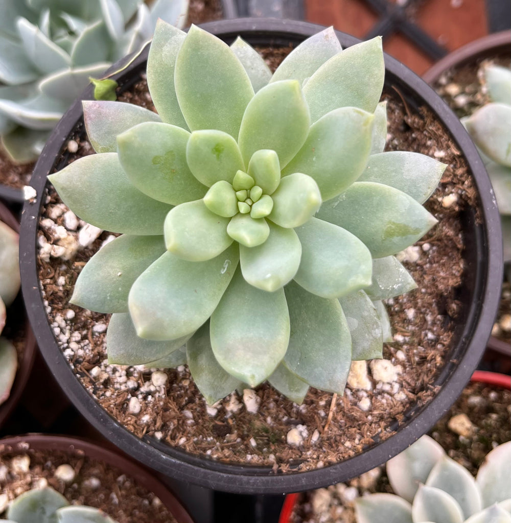 Graptopetalum Petal