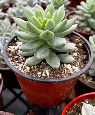 Graptopetalum Petal