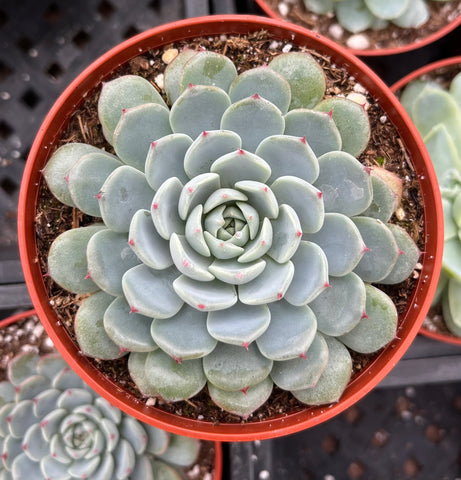 Echeveria Minima Blue Rosette