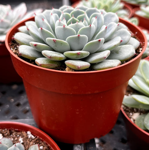 Echeveria Minima Blue Rosette