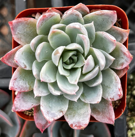 Echeveria Violet Queen