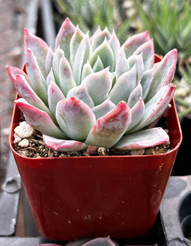 Echeveria Violet Queen