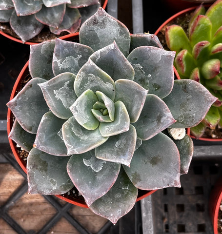 Echeveria Blue Prince